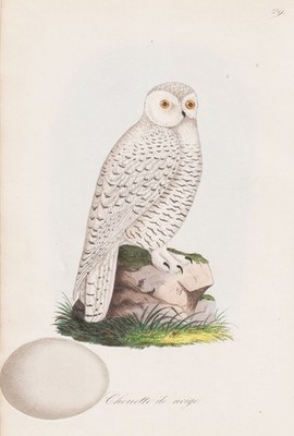 Chouette de neige Eulen owls Vogel Vögel Ornithologie Lithographie Dubois 1868