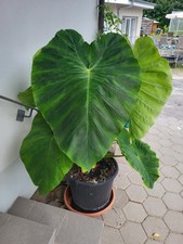 Colocasia esculenta-JACK`S GIANT-Taro/Kübel/Teichufer/Garten/Staude/treibend