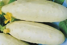 Cucumber Seeds  White Wonder  40 SEEDS NON-GMO --BUY 4 ITEMS FREE SHIPPING