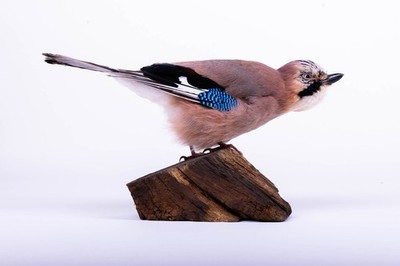 Taxidermy Bird Jay Standing mount Small Stuffed Animal Garrulus glandarius