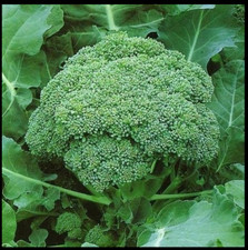 CALABRESE Broccoli 500 - 4000 SEEDS Green sprouting Heirloom Delicious Non-GMO B
