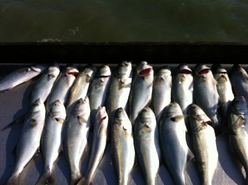 10 - Surf Fishing Rigs, Pier Rigs, Boat Rigs, Regular Mono Rigs Pompano Whiting - Picture 5 of 12