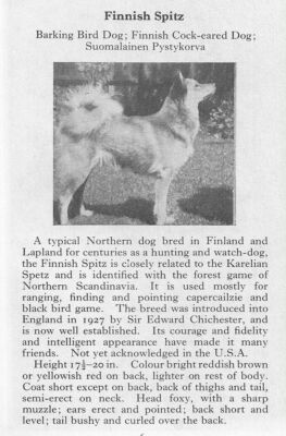 Finnish Spitz - 1970 Vintage Dog Art Photo Print - Matted GIFT