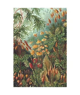 Password Log Book: Vintage style Password keeper notebook. Ernst Haeckel vintage