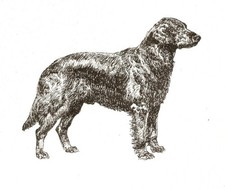 Flat Coated Retriever - CUSTOM MATTED 5 x 7 - Dog Art Print - NEW - GD