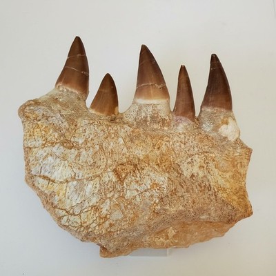 Mosasaurus Jaw Fragment with Teeth   Authentic Fossil Display Piece