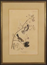 Audubon John James (1785-1851) Hudson's Bay Titmouse Parus Hudsonicus Print #1