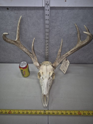 #ad #ad Wild 7 Point Whitetail Deer Antler Horn Skull European Mount Man Cave 107 4 Buck $119.00