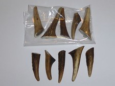PACKET OF 5(plus one free) RED DEER HORN / ANTLER ARTS/CRAFT/TAXIDERMY (3-6cm.)