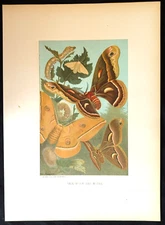 1880s Silk Worm and Moths L Prang & Co Full Color Chromolithograph 12.5 x 9