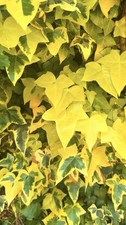 Ivy Cuttings - Gold Heart - 20-25cm Long 5 x Healthy Stem Cuttings 