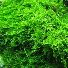 Christmas Moss Live Aquarium Moss Aquatic Plants Tropical Fish Tank