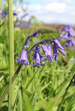 100x English Bluebell Seeds UK Hardy Wild Flowers - Isle of Skye - NOT BULBS