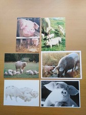 Lot of 6 postcards - PIGS PIGLETS Gloucester Old Spot, Moorland, Norwegian Land