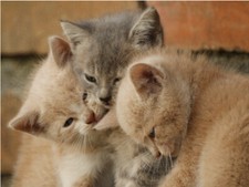 Cuddling Tabby's Sleepy Cute Kitten Kittens Cat Poster Print Paper OR Wall Vinyl