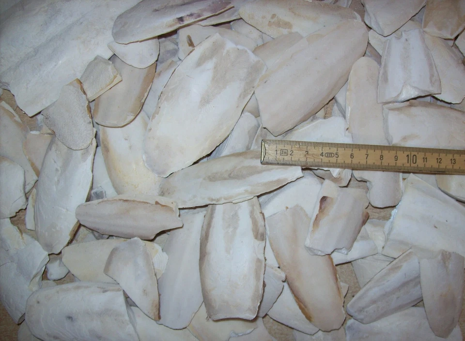 MARKENLOS 100 g Sepia Bruch Sepiaschale Kalzium Sepiaschalen