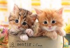 Beverly 300-Piece Jigsaw Puzzle &quotHappy Cat&quot 26x38cm (Made in Japan)