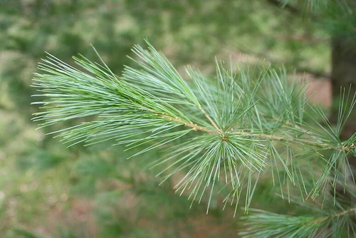 Freshly Foraged White Pine Needles Tea, Antioxidants, Vitamin C, Immunity Boost