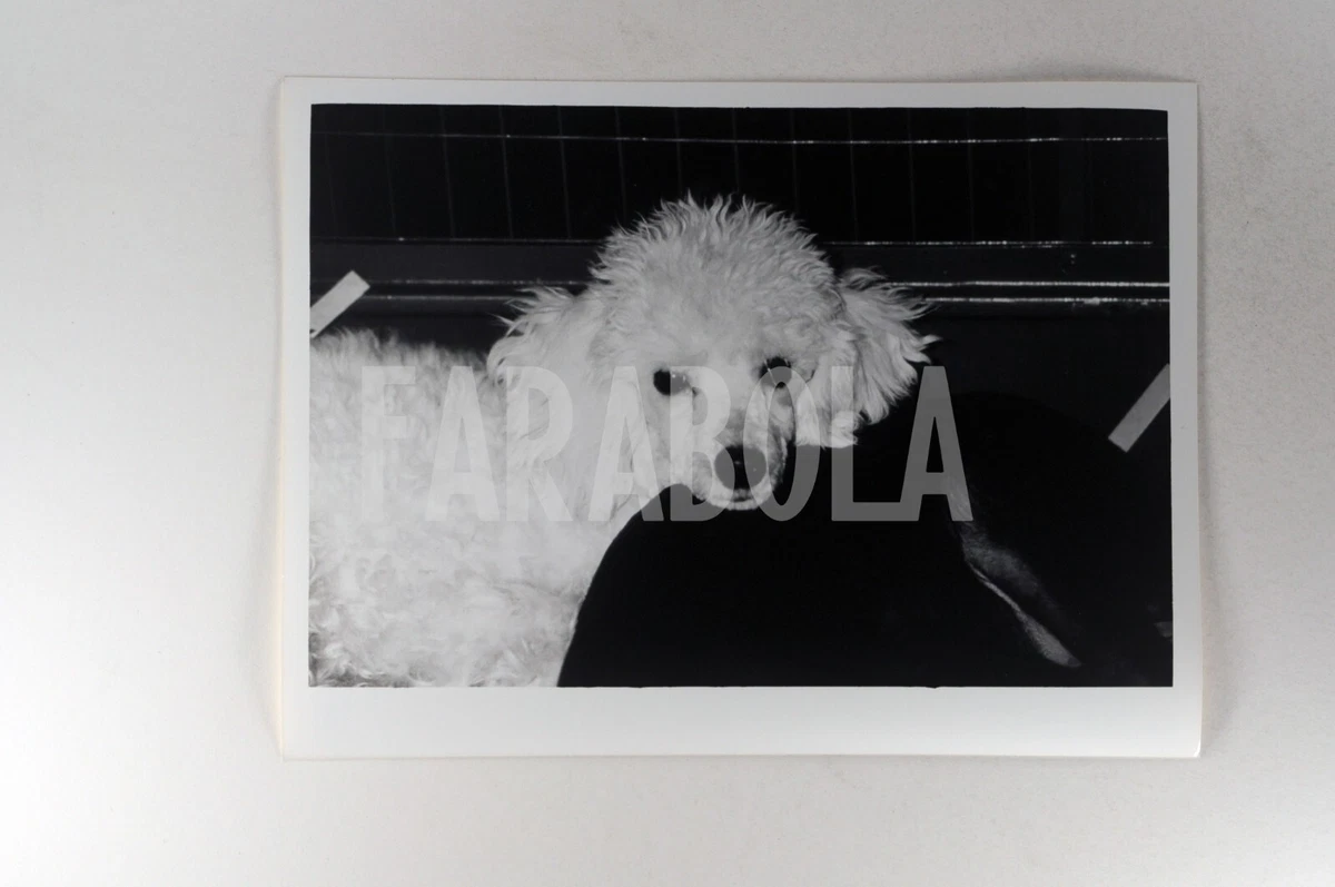 90 in dog years sales