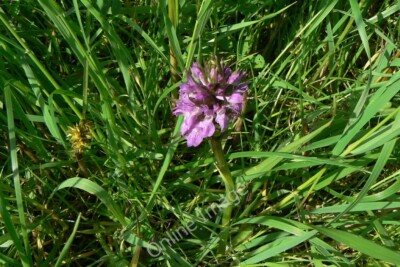 Photo 6x4 Orchid on Far Ings Nature Reserve Barton Waterside Tentatively  c2010