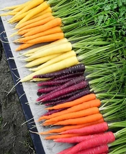 600+ Rainbow Carrot Blend Mix Seeds  - NON GMO - HEIRLOOM - ORGANIC -- FRESH