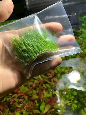 Buy *BUY 2 GET 1 FREE* Dwarf Hair Grass Eleocharis Parvula Clumps Aquarium Plants ✅