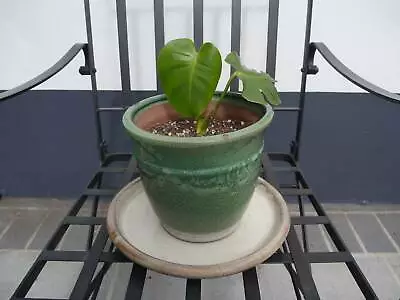Large Antique White Clay Plant Pot Pots Garden Beds Gumtree Australia Inner Sydney Alexandria 1253930679