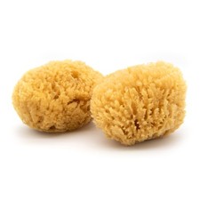 2 Pack 7-8 inch Caribbean Sea Sponge Hand Cut Extra Large Natural Sponge