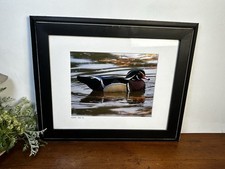 Male Wood Duck Signed Photograph William Dow 2014 Matted And Framed 17”x14”