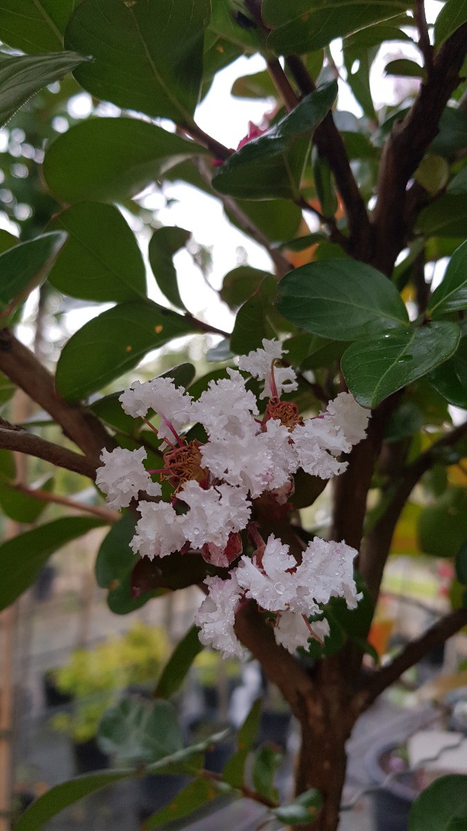 Lilas des Indes Neige d'Été Lagerstroemia blanc résistant au gel en pot