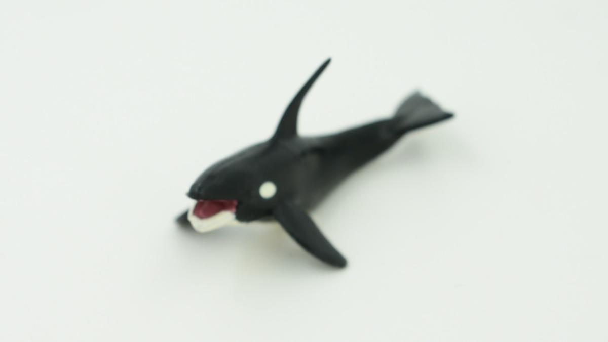 アダム ブレイクキュー ORCA ラジアル アダム ブレイクキュー ORCA