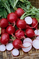 100+ Champion Radish Seeds - Heirloom - Organic - NON GMO -- FRESH