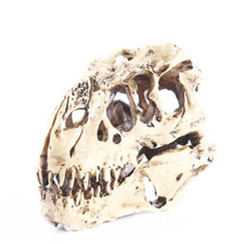 Tyrannosaurus Skull Model Resin Dinosaur Skull Model Statue Specimen Decoration
