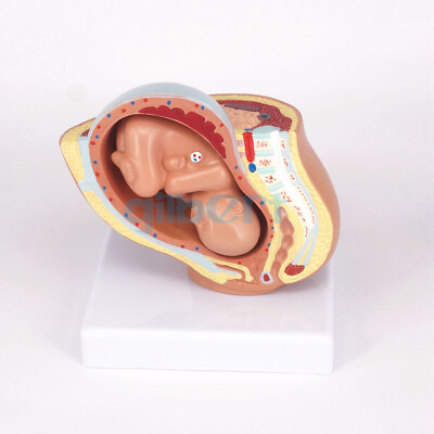 Human Female Pelvic Section Pregnancy Anatomical Model Medical Pelvis Anatomy #T