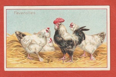 CHROME - CHICOREE A LA BELLE JARDINIERE-C. BERIOT -FAVEROLLES- ROOSTER AND HIS CHICKENS
