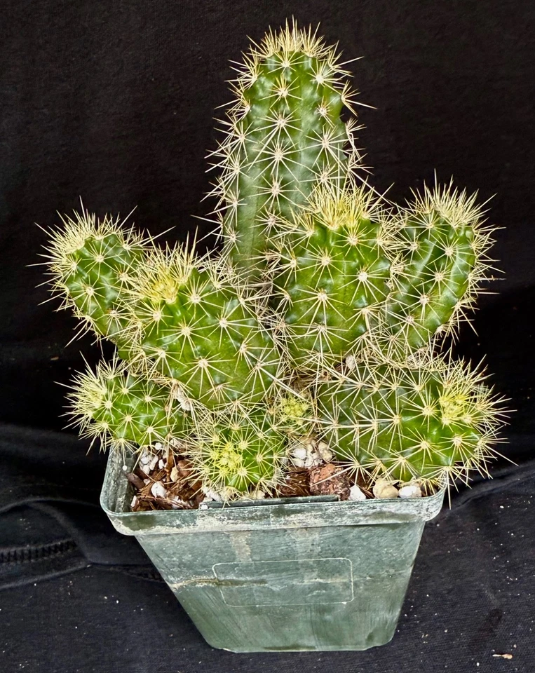 Echinocereus scheeri, cactus plant - Image 2 of 4