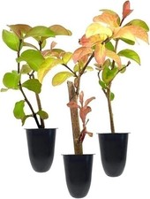 Crape Myrtle Catawba | 2 Inch | Lagerstroemia indica |