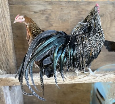 12++++True Genetic Hackle Fowl Very Rare Fertile Hatching Eggs (Dry Fly Tying)