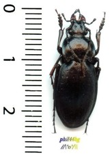 (rare) Carabidae - (ARCHI)CARABUS NEMORALIS LUCIDUS, FRENEYI -  insecte 1582F