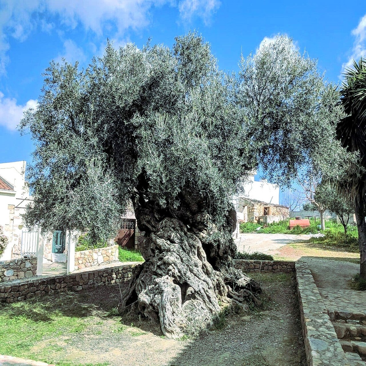 Seedville 10 Canino Olive Tree Seeds Olea Europaea Edible Green Black Fruit Seed