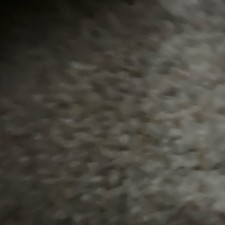 carpetito