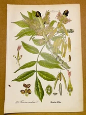 1886 ANTIQUE PICTURES LITHOGRAPH ART PRINT BOTANY FLOWER FLORA NATURE DECO PO...