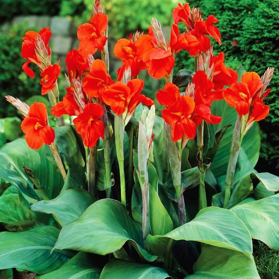 Long Lasting Giant Red Flowers Canna Lily Roots Perennial Plant Tropical  Garden