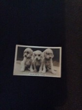 M69v cigarette card senior service dogs no 4 English Setter