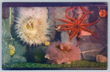 c1960s Sea Anemones Star Fish Berkeley Kodachrome Postcard