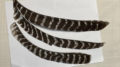 Full Length New-25pack-FREE SHIPPING! Right Wing Real Turkey Feather  Archery