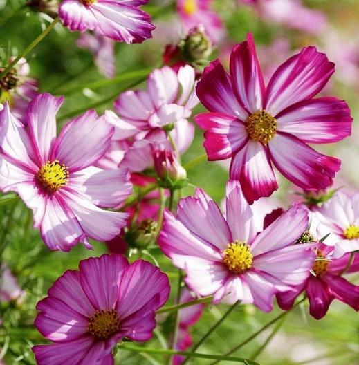 Picotee Cosmos Flower Seeds