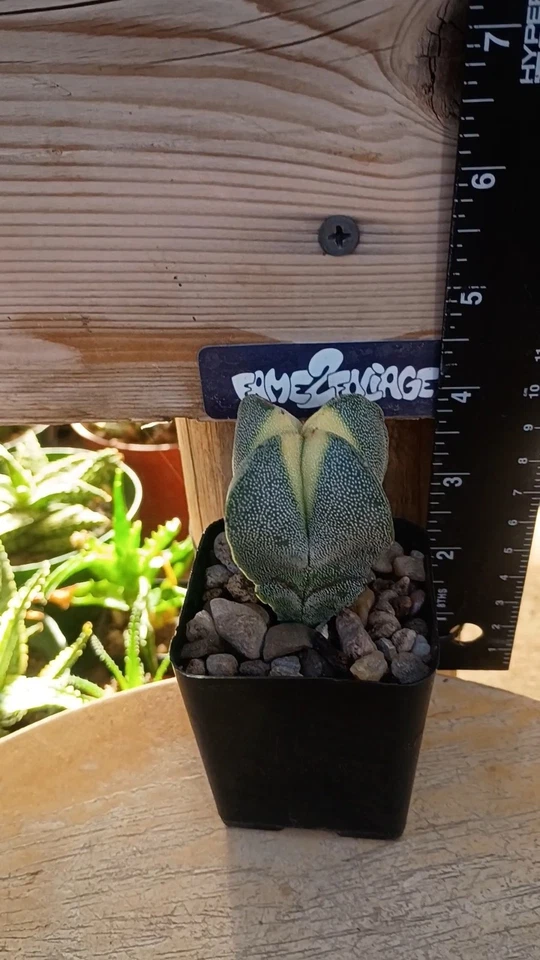 Astrophytum Myriostigma  'Quadricostatum' Variegated, Cactus/Succulent - Image 3 of 3