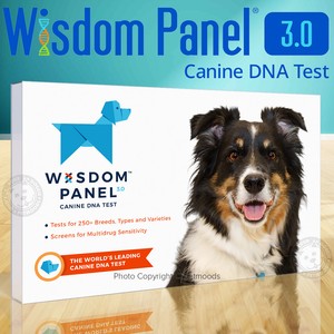 patterdale terrier puppies for sale near me