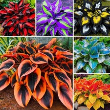 175Pcs Mix Hosta Seed for Planting-Non-GMO Heirloom Plant Seeds Garden...